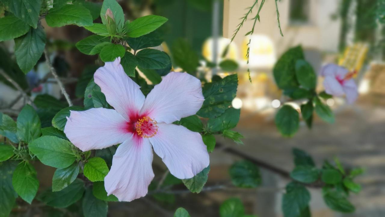 Casa Ibiscus Villa Marsala Dış mekan fotoğraf